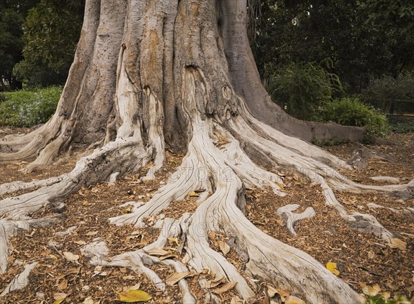 Close-up of long Ficus elastica, Rubber Plant tree roots and trunk in summer, Seville, Spain,