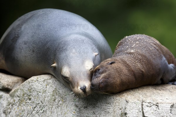 California sea lion (Zalophus californianus), An adult sea lion and a juvenile showing love and