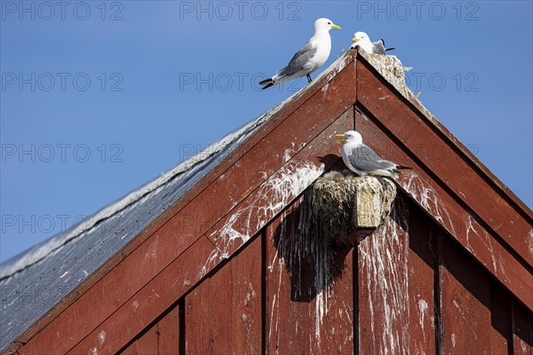 Kittiwake (Rissa tridactyla), adult bird panting with chicks on nest on house facade, Vardo,