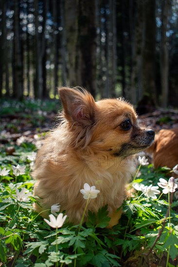 Brown long-haired Chihuahua between flowering anemones (Anemone nemorosa), Neubeuern, Germany,