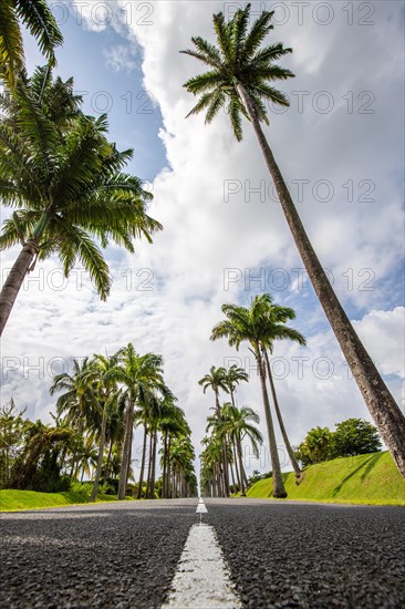 The famous palm avenue l'Allee Dumanoir. Landscape shot from the centre of the street into the
