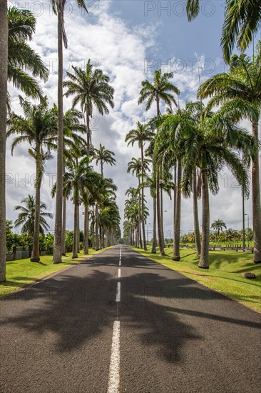 The famous palm avenue l'Allee Dumanoir. Landscape shot from the centre of the street into the