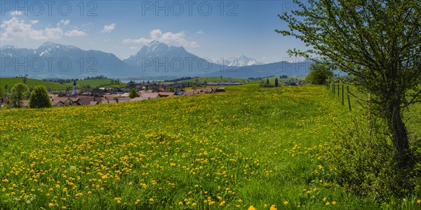 Common dandelion (Taraxacum sect. Ruderalia) in spring, meadow near Rieden am Forggensee,