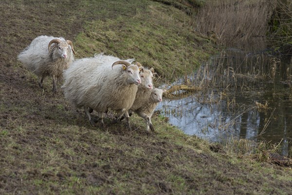 Running moorland sheep (Ovis aries) with lamb on the pasture, Mecklenburg-Western Pomerania,
