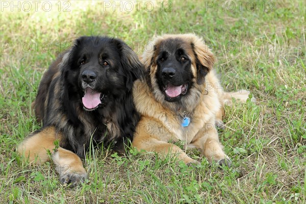 Leonberger dogs, Two friendly looking Leonberger dogs on a summery meadow, Leonberger dog,