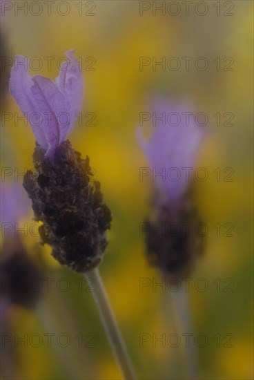 French lavender (Lavandula stoechas) in inflorescence, Extremadura, Spain, Europe
