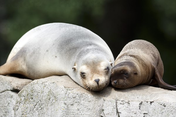 California sea lion (Zalophus californianus), An adult sea lion and a juvenile showing love and