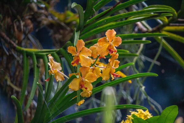 Jardin Botaniqu de Deshaies, botanical garden with flora and fauna in Guadeloupe, Caribbean, French