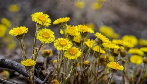 Yellow flowers grow between dry woods, medicinal plant coltsfoot, Tussilago farfara, KI generated,