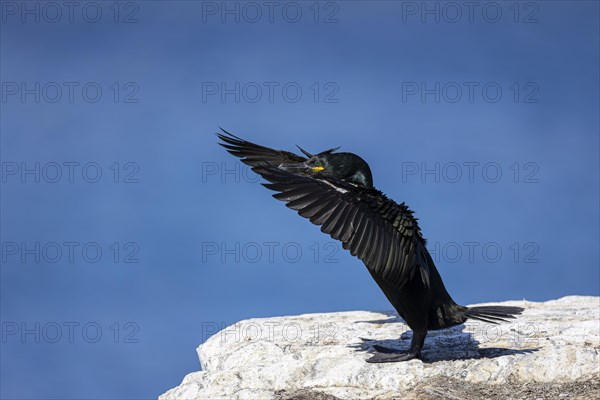 Common shag (Phalacrocorax aristotelis) flapping its wings, Hornoya Island, Vardo, Varanger,