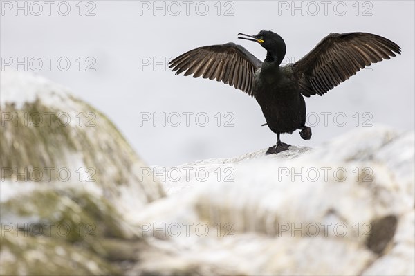 Common shag (Phalacrocorax aristotelis) drying its feathers, Hornoya Island, Vardo, Varanger,