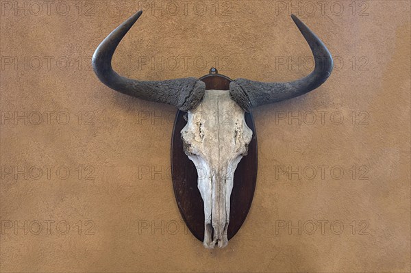 Hunting trophy of a wildebeest skull on a wall, shot in 1912 in the former German South West