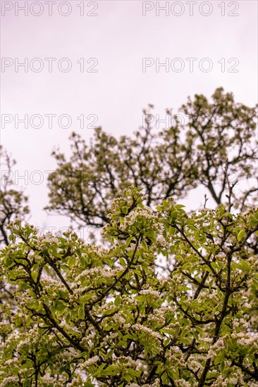 Branches of a pear tree (Pyrus communis) with white blossoms, Neubeuern, Germany, Europe