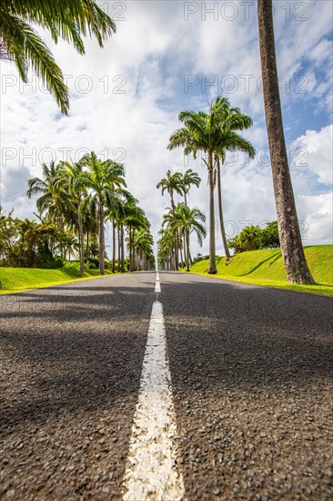 The famous palm avenue l'Allee Dumanoir. Landscape shot from the centre of the street into the