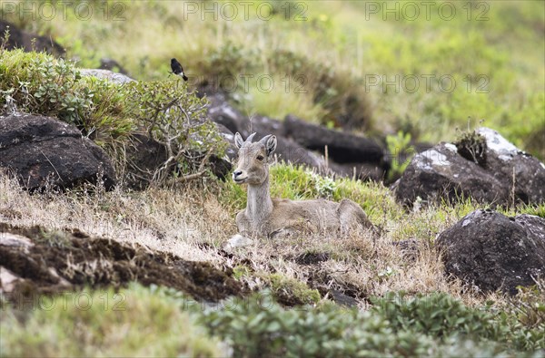 Nilgiri tahr (Nilgiritragus hylocrius, until 2005 Hemitragus hylocrius) or endemic goat species in