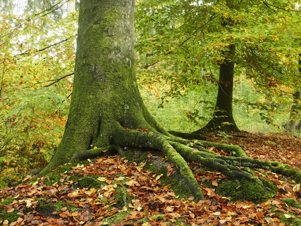 Common beech (Fagus sylvatica), roots form in the ground and give the tree a secure footing, North