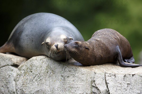 California sea lion (Zalophus californianus), An adult sea lion and a juvenile showing love and