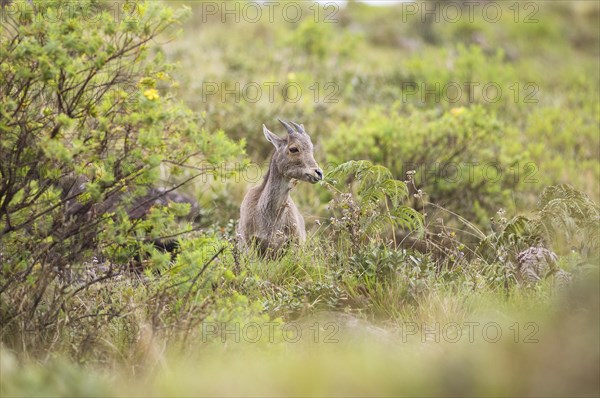 Nilgiri tahr (Nilgiritragus hylocrius, until 2005 Hemitragus hylocrius) or endemic goat species in