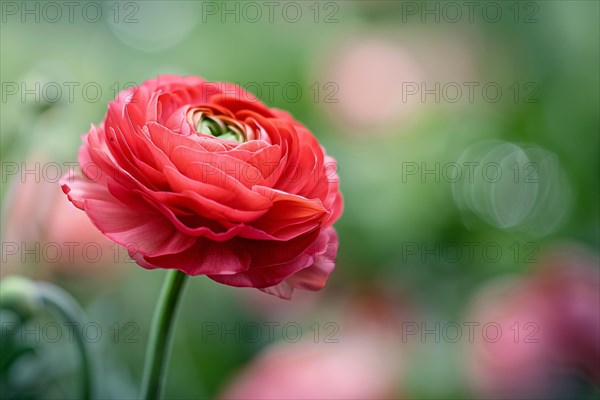 Ingle red Ranunculus flower on blurry background with copy space. KI generiert, generiert, AI