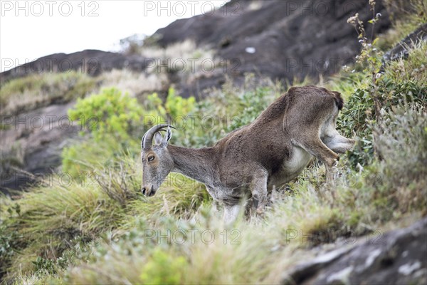 Nilgiri tahr (Nilgiritragus hylocrius, until 2005 Hemitragus hylocrius) or endemic goat species in