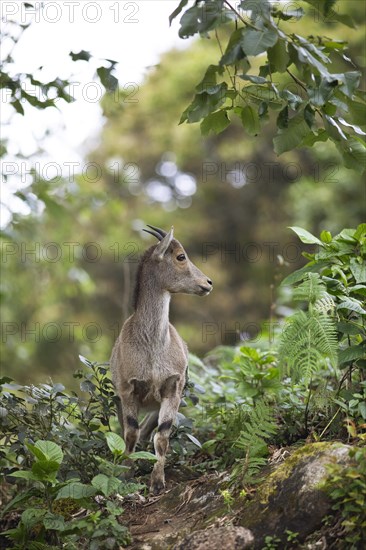 Nilgiri tahr (Nilgiritragus hylocrius, until 2005 Hemitragus hylocrius) or endemic goat species in