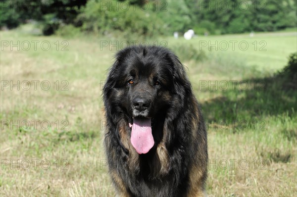 Leonberger Hund, A black and brown dog looks into the distance, surrounded by green nature,