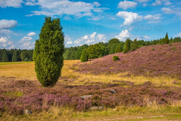 Single juniper rises from a hilly heath landscape under a blue sky with white clouds, purple