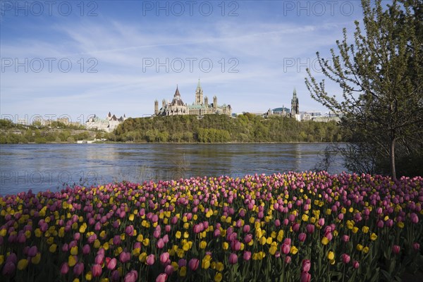Bed of pink and yellow Tulipa, Tulips plus Chateau Laurier and Canadian Parliament buildings across