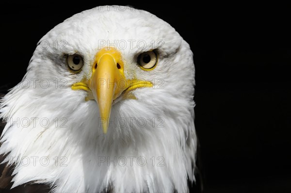 Bald eagle, Haliaeetus leucocephalus, Dominant gaze of a bald eagle into the camera on a black