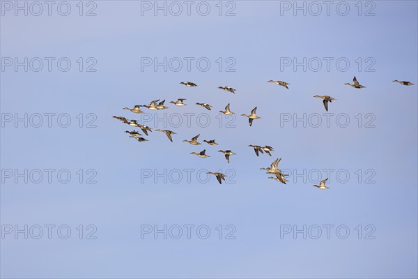 Gadwall (Anas strepera) and wigeon (Anas penelope), small flock in flight, Laanemaa, Estonia,