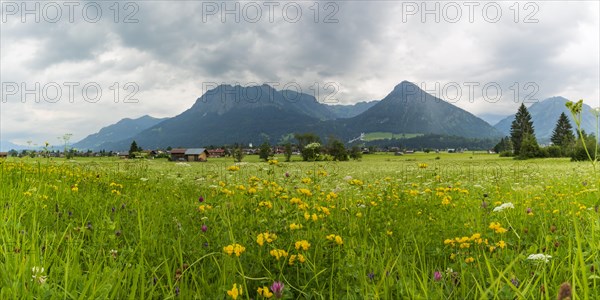Alpine meadow, Lorettowiesen near Oberstdorf, Allgaeu Alps in the background, Allgaeu, Bavaria,