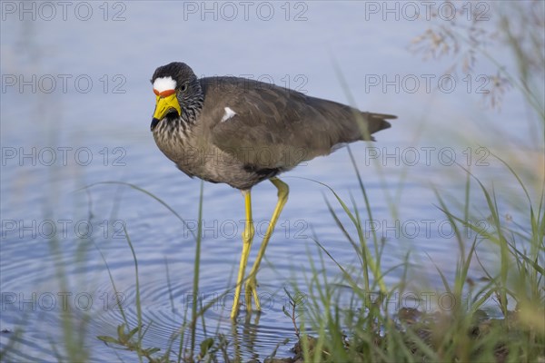 African wattled lapwing (Vanellus senegallus), Mziki Private Game Reserve, North West Province,