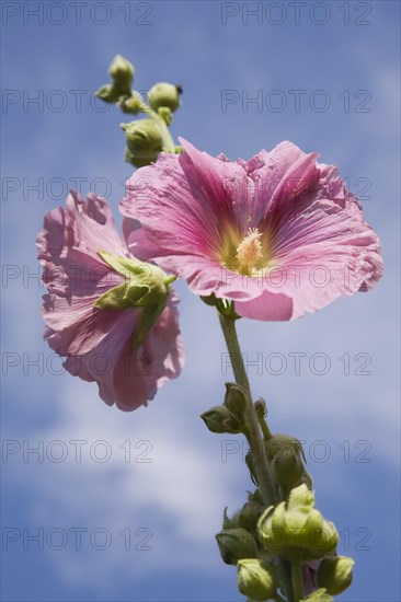 Close-up of pink Alcea rosea, Hollyhock flowers on a stalk and unopened buds against a cloudy blue