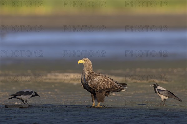 White-tailed eagle (Haliaeetus albicilla), at the bottom of a drained fishpond surrounded by hooded