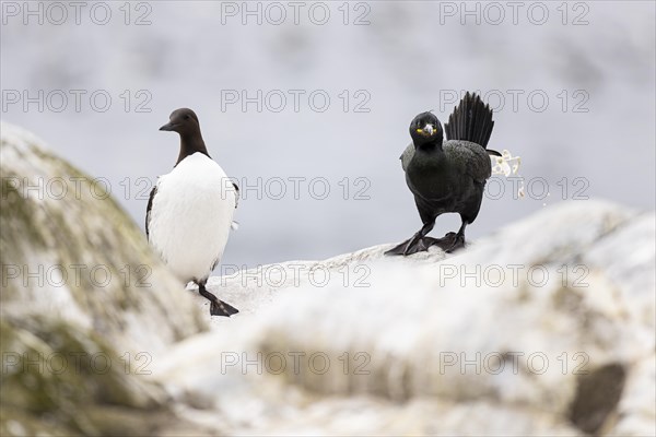 Common guillemot (Uria aalge) and shag (Phalacrocorax aristotelis) defecating, Hornoya Island,