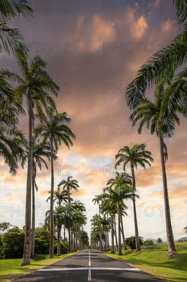 The famous palm avenue l'Allee Dumanoir. Landscape shot from the centre of the street into the
