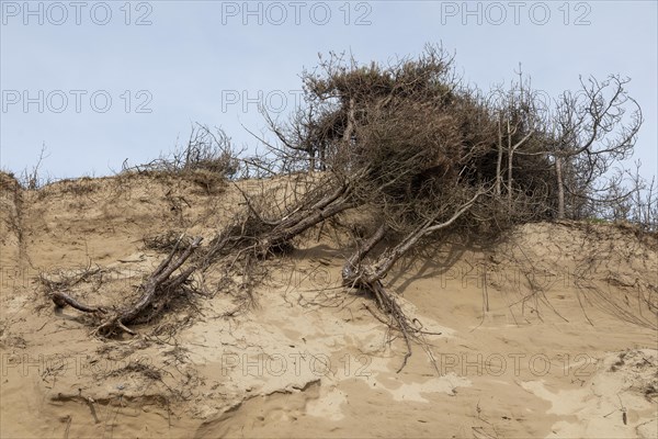 Fallen trees, break-off edge, dunes, LLanddwyn Bay, Newborough, Isle of Anglesey, Wales, Great
