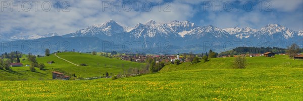 Common dandelion (Taraxacum sect. Ruderalia) in spring, meadow near Rieden am Forggensee,