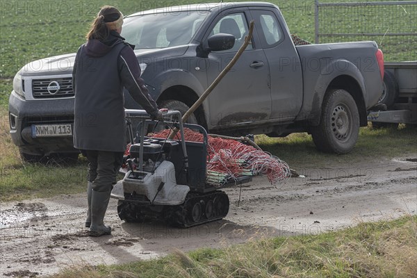 Young shepherdess brings remaining fences to the pickup truck, Mecklenburg-Vorpommern, Germany,