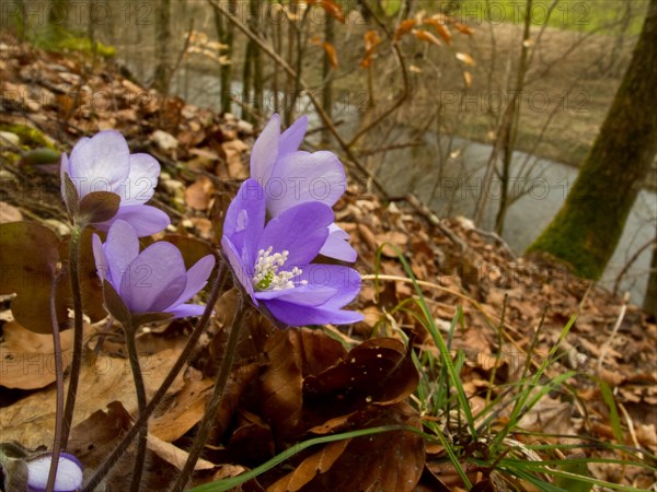 Liverwort on the banks of the Upper Danube, Hepatica nobilis, Amtenhauser Tal near Immendingen,