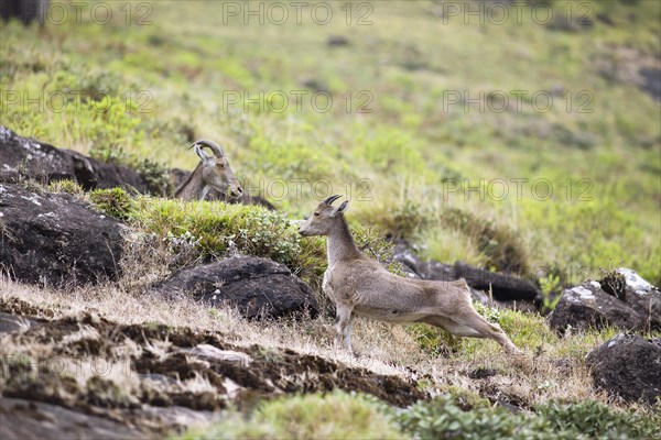 Nilgiri tahr (Nilgiritragus hylocrius, until 2005 Hemitragus hylocrius) or endemic goat species in
