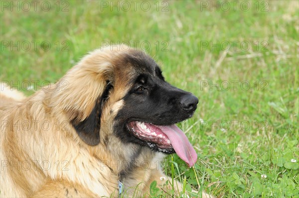 Leonberger Hund, Side view of an attentive dog with tongue sticking out in the grass, Leonberger