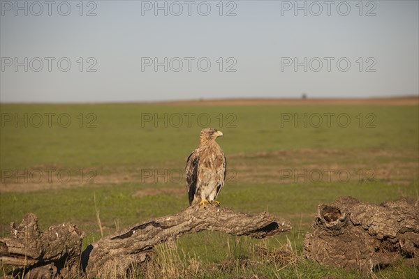 Juvenile Iberian Eagle, Spanish Imperial Eagle (Aquila adalberti) and european magpie (Pica pica),