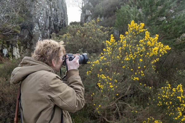 Woman photographing gorse, LLyn Idwal footpath, Snowdonia National Park near Pont Pen-y-benglog,