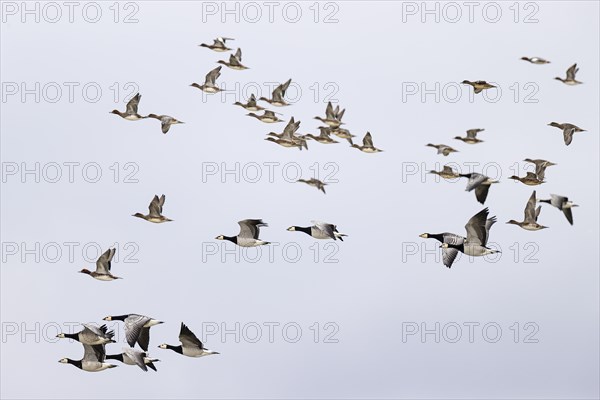 Barnacle goose (Branta leucopsis) and wigeon (Anas penelope), mixed flock in flight, Laanemaa,