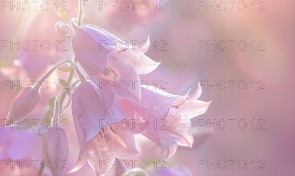 Close-up of a bellflower in soft light, closeup view, selective focus, spring background AI