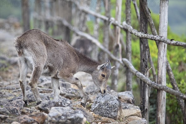 Nilgiri tahr (Nilgiritragus hylocrius, until 2005 Hemitragus hylocrius) or endemic goat species in