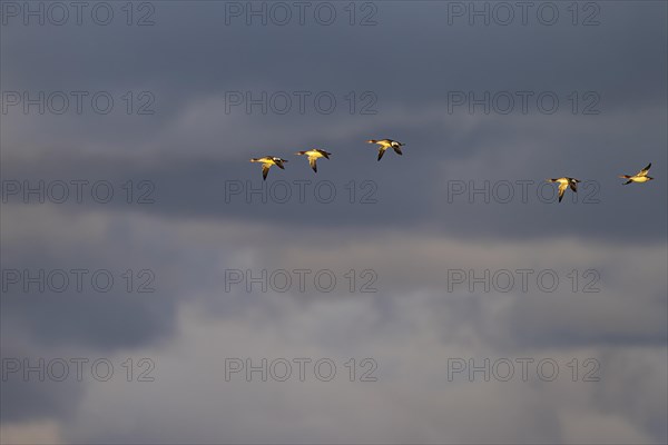 Red-breasted Merganser (Mergus serrator), small flock in flight in front of dark clouds, Laanemaa,