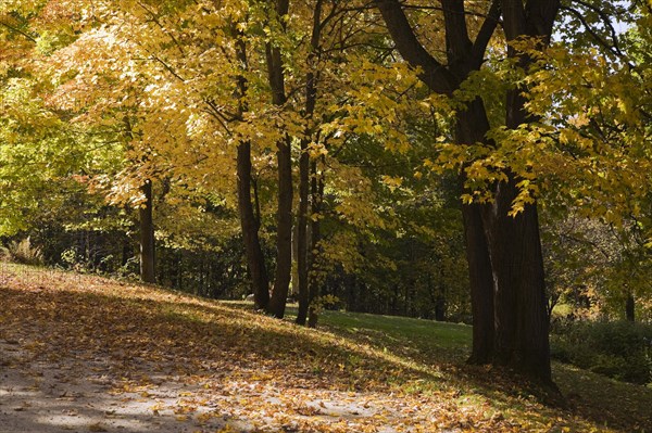 Silhouetted yellow Acer, Maple trees and fallen leaves on ground in sloped residential backyard in