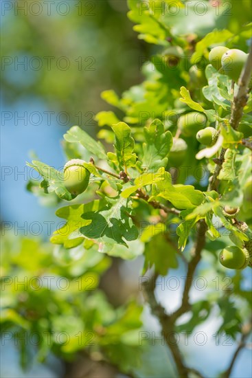 Detailed photograph of green acorns, unripe fruits of the English oak (Quercus pedunculata) or